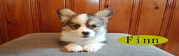 Welsh Corgi Pembroke dogs for sale: Finn - Ad 5