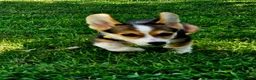 Welsh Corgi Pembroke dogs for sale: Green (New Collar: Yellow) Male - Ad 5