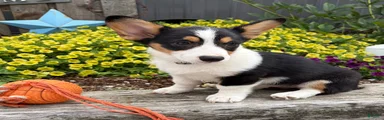 Nala