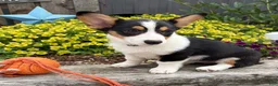Welsh Corgi Pembroke dogs for sale: Nala - Ad 1