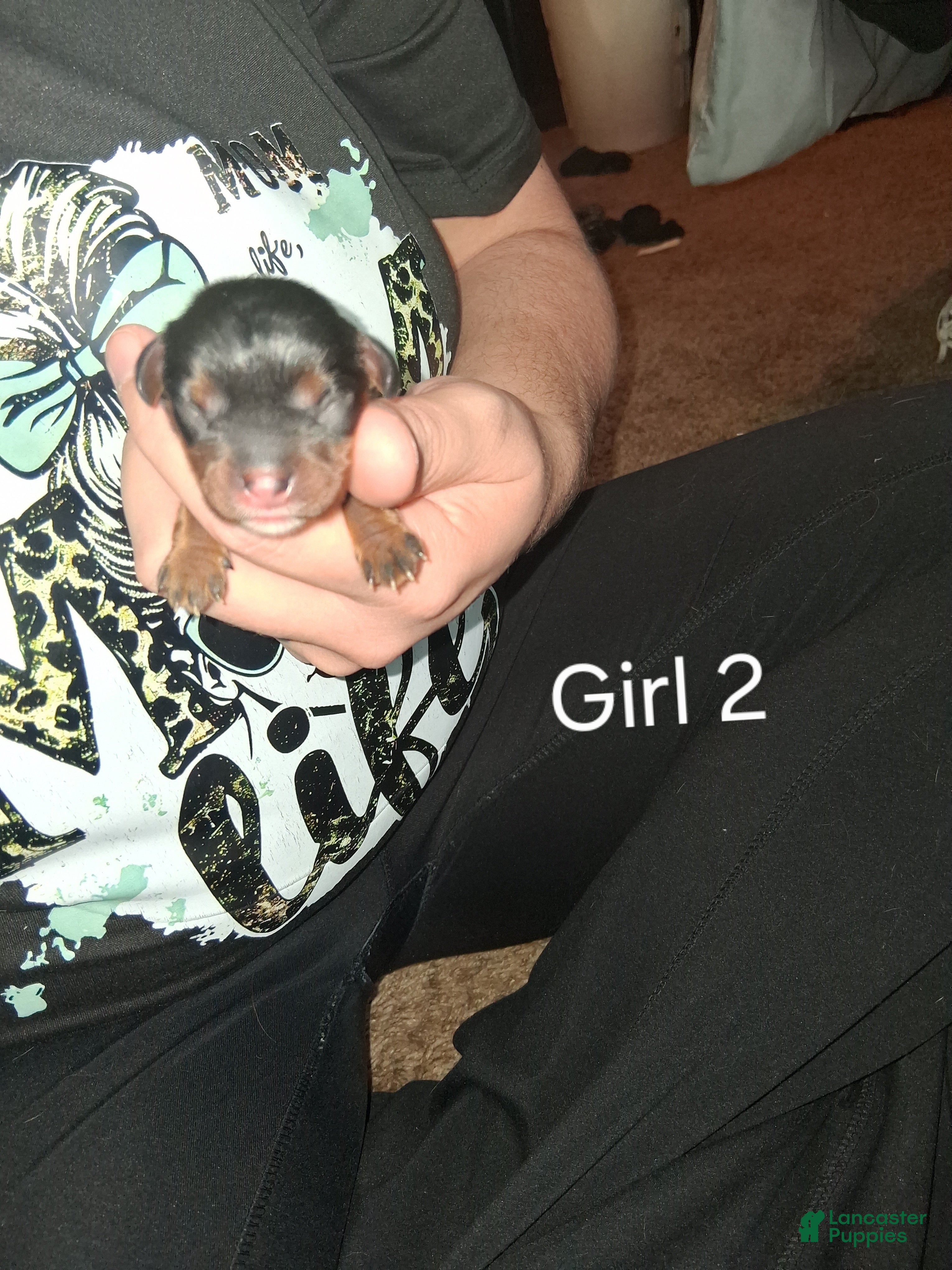 Cavalier King Charles Spaniel dogs Lola - Ad 27