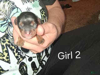 Cavalier King Charles Spaniel dogs Lola - Ad 31