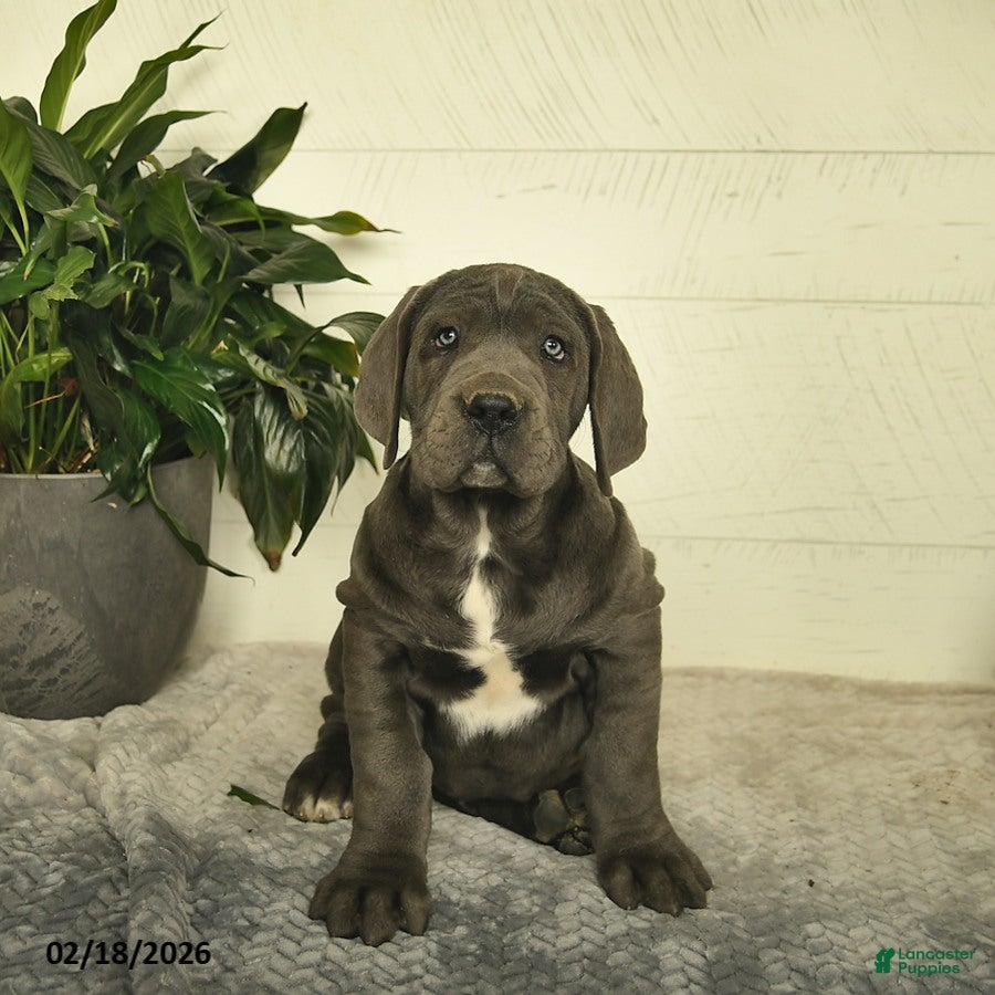 Cane Corso dogs Harper - Ad 2