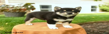 Chana