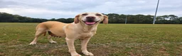 Labrador Retriever dogs for sale: Nova - Ad 7