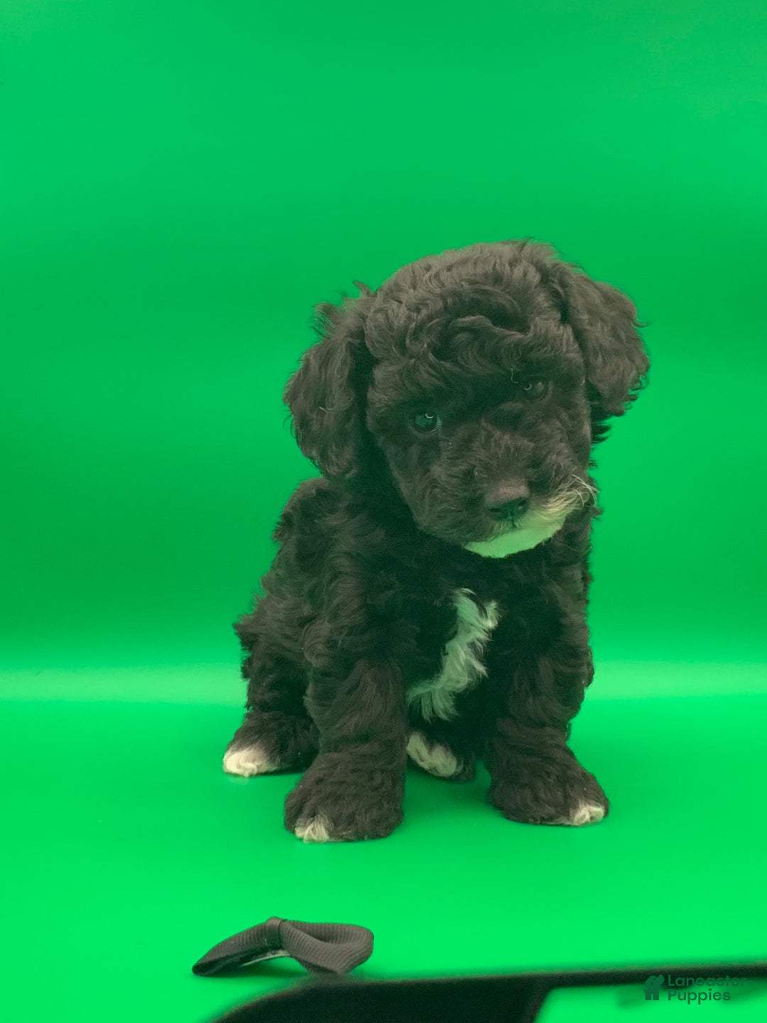 Toy Poodle dogs for sale: Billy - Ad 4