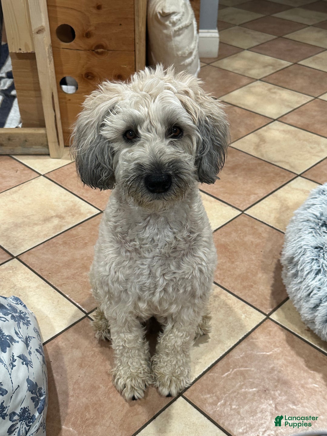 Mixed Breed dogs for sale: Trixie - Ad 2