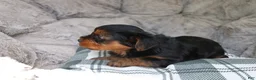 Yorkshire Terrier dogs for sale: Mia  - Ad 9