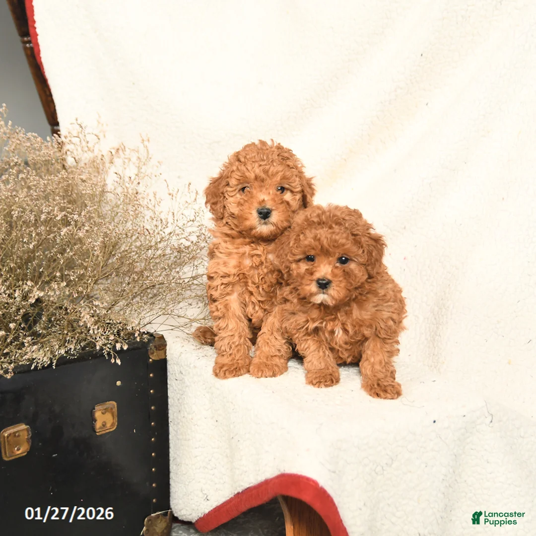 Miniature Poodle dogs for sale: Angel - Ad 5