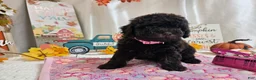 Miniature Poodle dogs for sale: Avalene Joy - Ad 6
