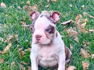 Boston Terrier dogs Boston Terrier Puppy 1 - Ad 27