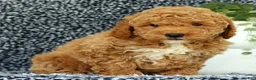 Mini Goldendoodle dogs for sale: Vinny - Ad 6