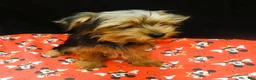 Yorkshire Terrier dogs for sale: Yorkshire Terrier 1 - Ad 9