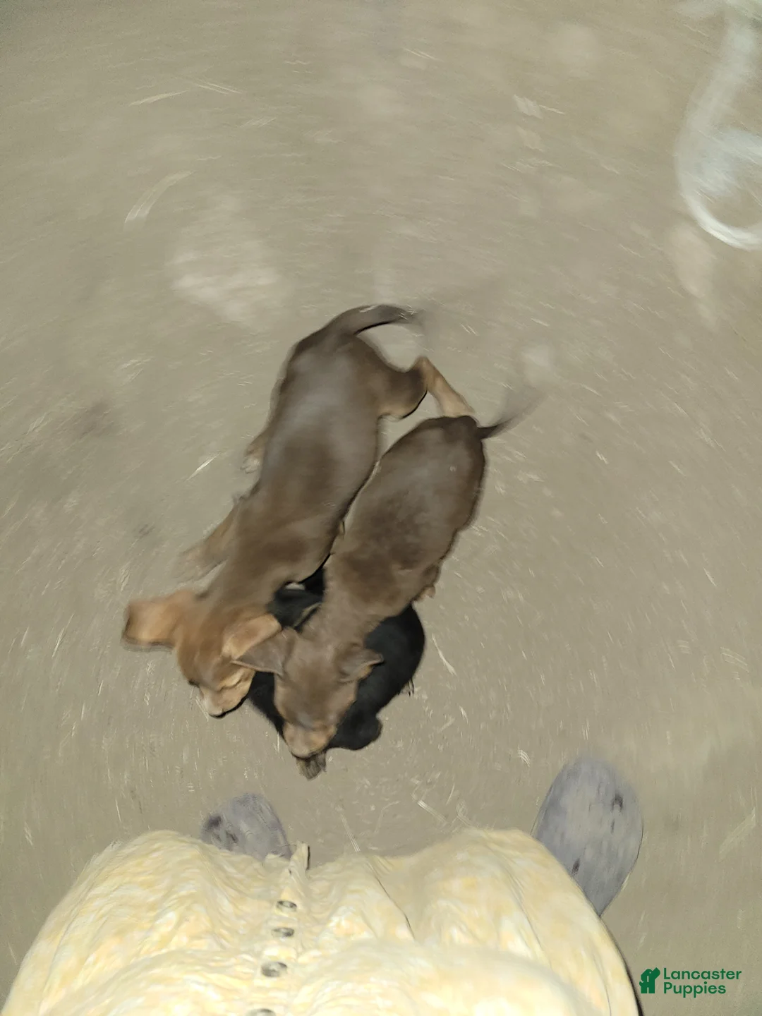 Mixed Breed dogs for sale: Mixed Breed 4 - Ad 2