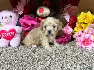 Cavapoo dogs for sale: Cavapoo Puppy 5 - Ad 2