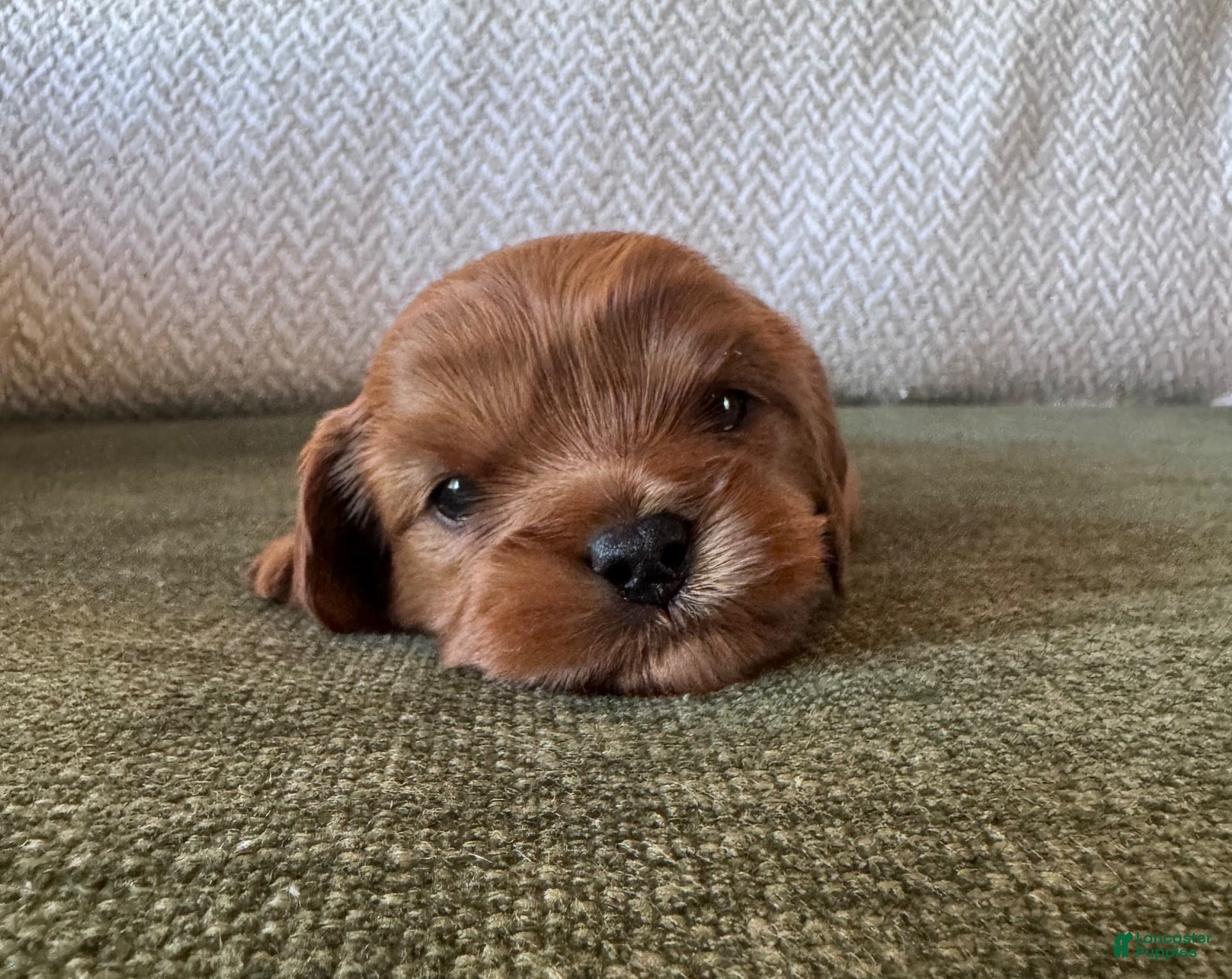 Mixed Breed dogs Choco (Dark Brown Boy) - Ad 39