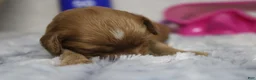 Cockapoo dogs for sale: Jocelyn - Ad 7