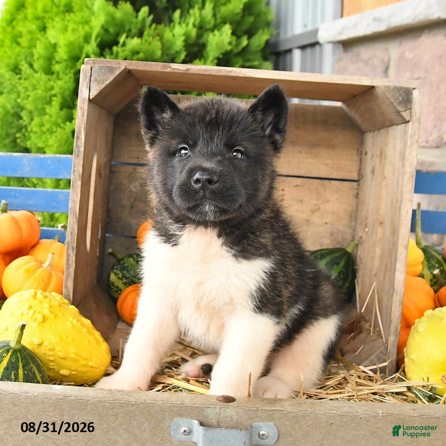 Akita dogs Nike - Ad 2
