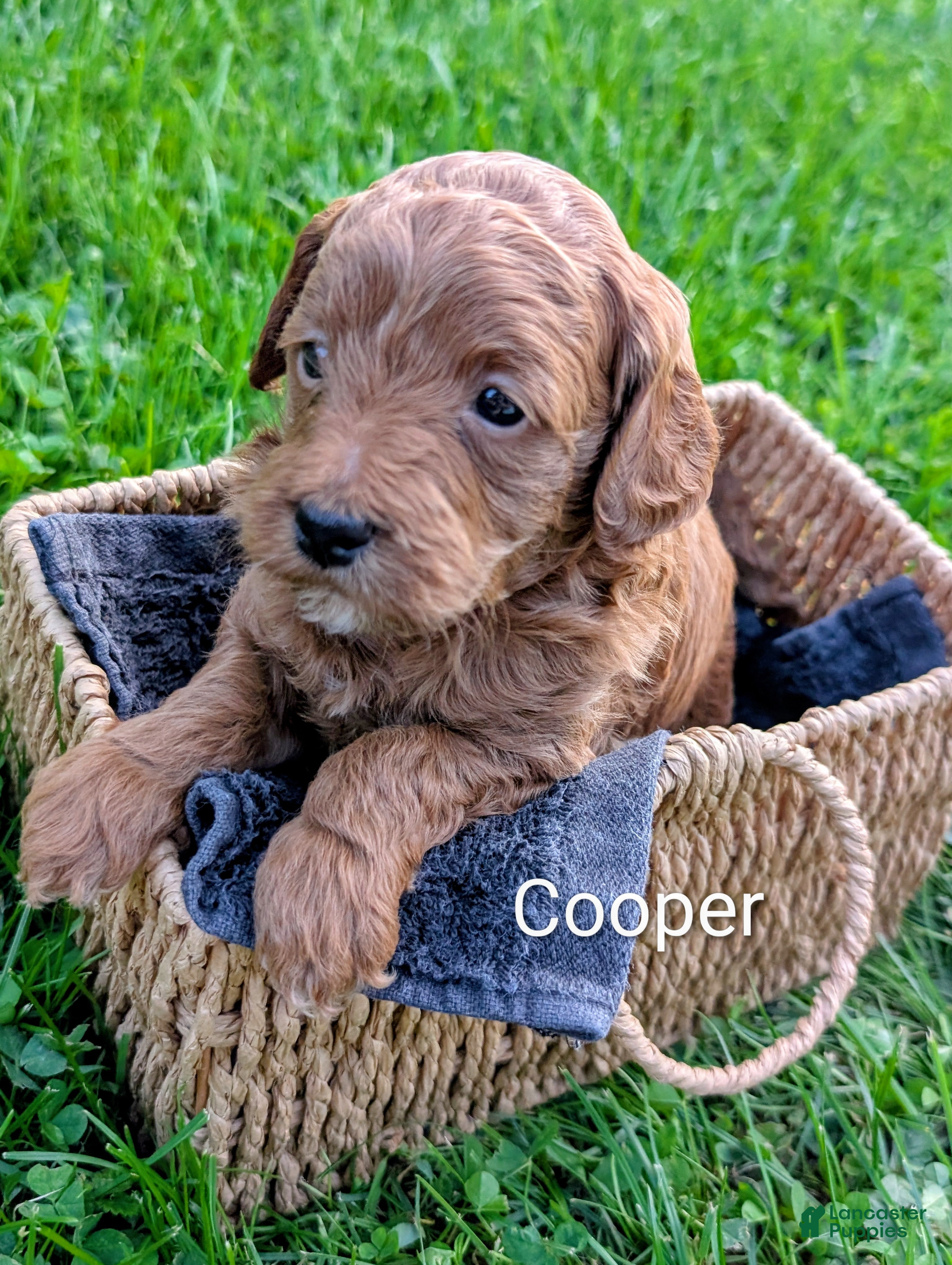 Mixed Breed dogs for sale: Cooper - Ad 1
