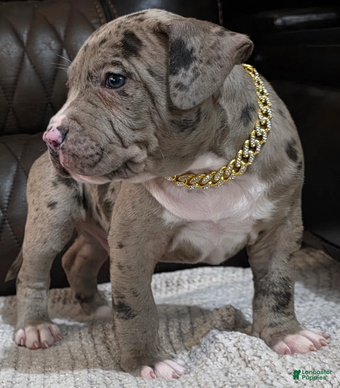 American Pit Bull Terrier dogs for sale: Splash - Ad 4