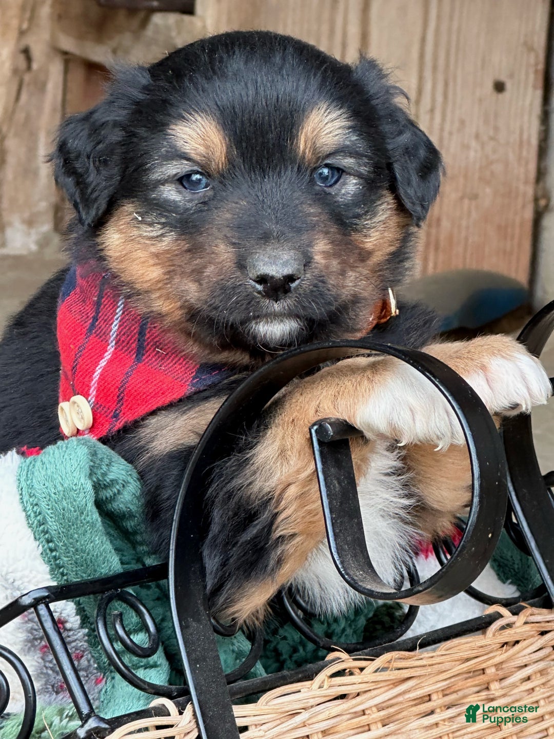 Miniature Australian Shepherd dogs for sale: Mistletoe - Ad 3