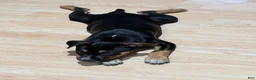 American Staffordshire Terrier dogs for sale: American Staffordshire Terrier 1 - Ad 3