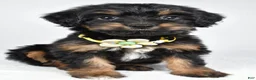 Mixed Breed dogs for sale: Tally - Ad 9