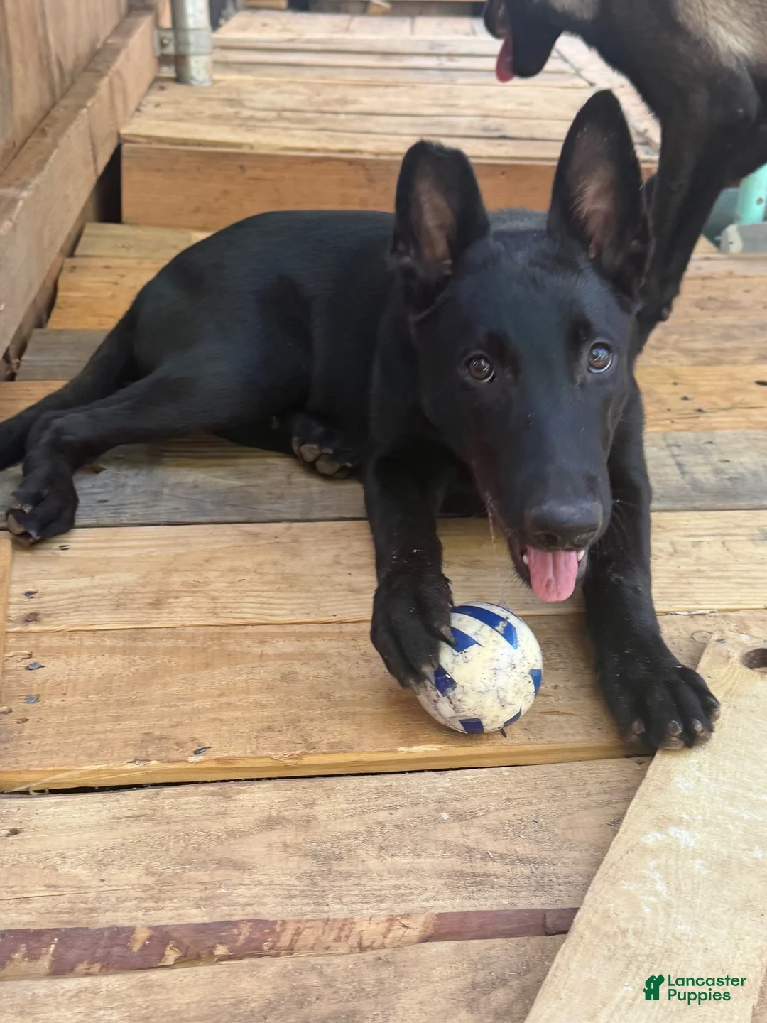 Belgian Malinois dogs for sale: OSA #2 - Ad 17
