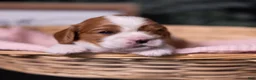 Cavalier King Charles Spaniel dogs for sale: Cherish - Ad 1