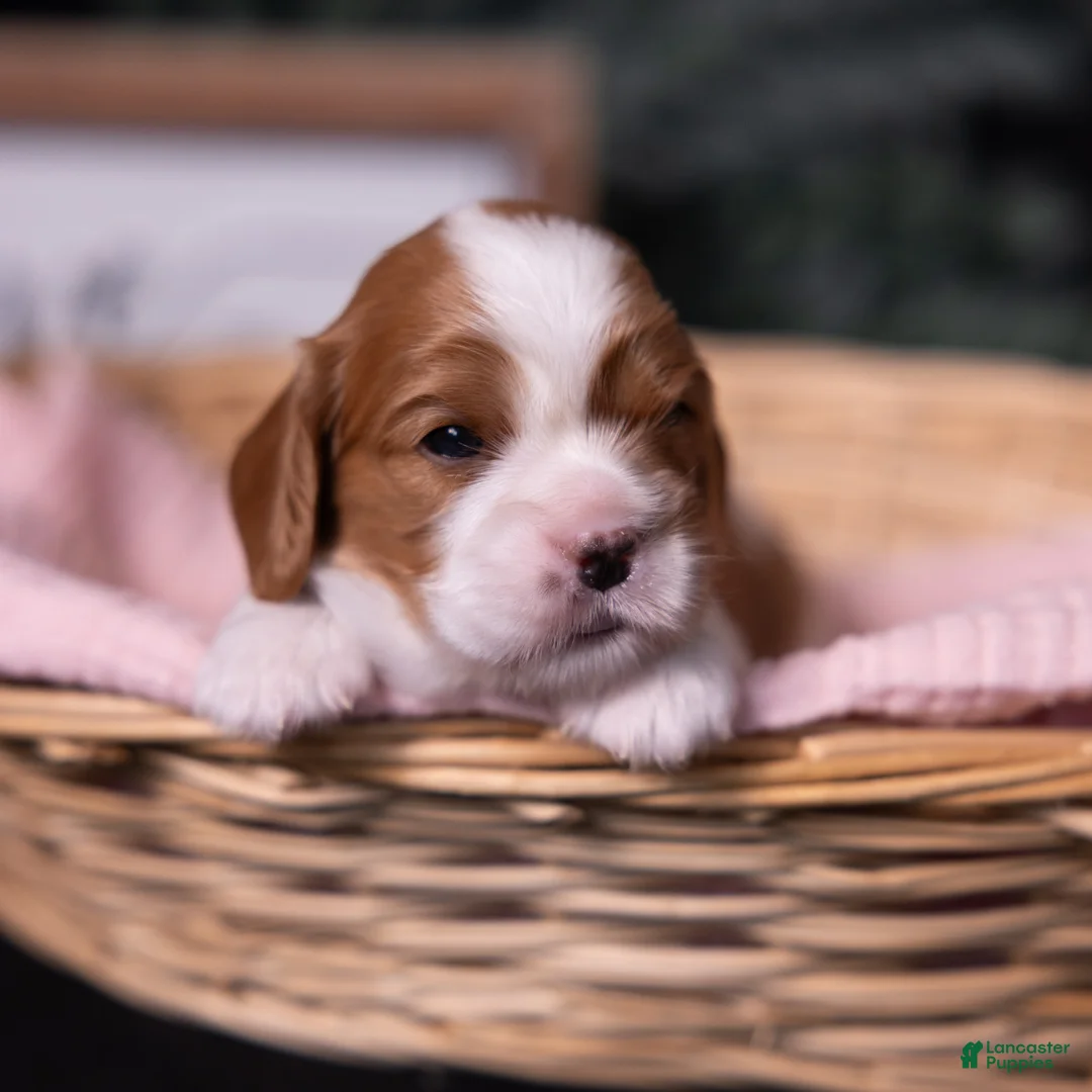 Cavalier King Charles Spaniel dogs for sale: Cherish - Ad 1