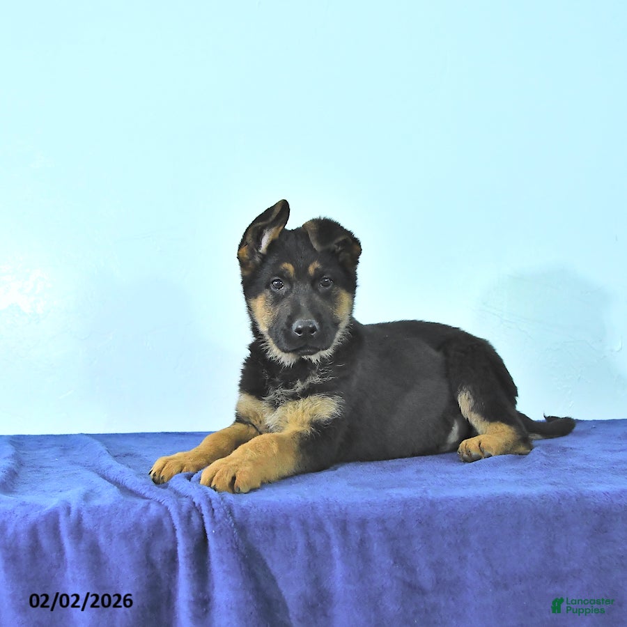 German Shepherd dogs Ryan - Ad 36