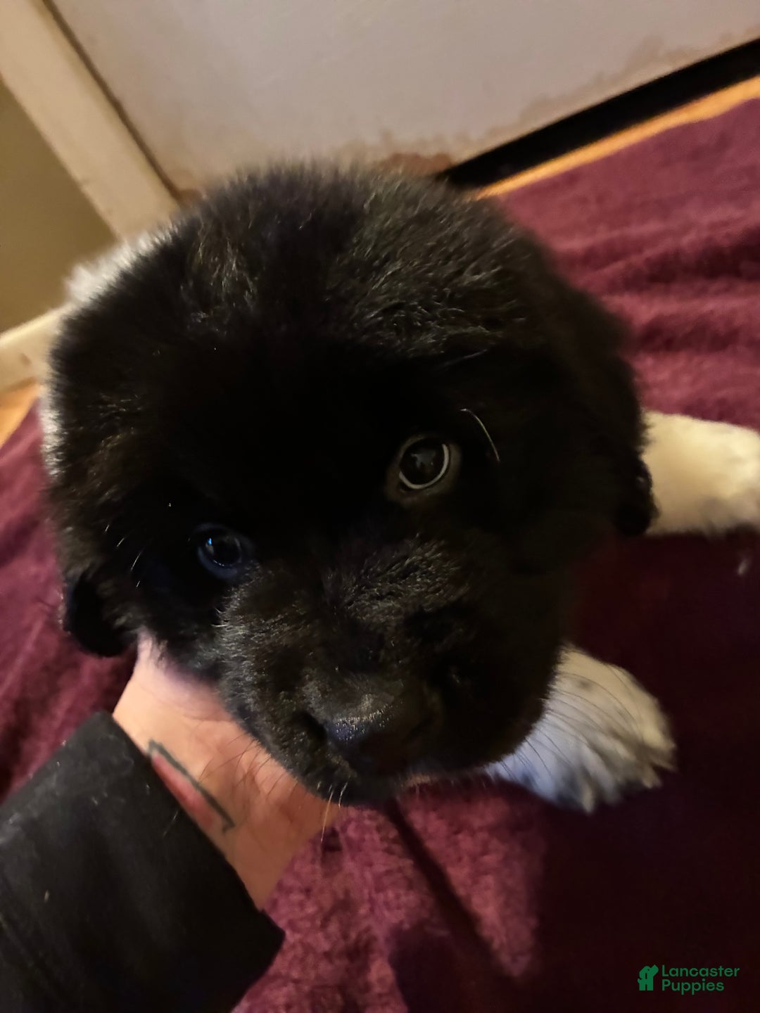 Newfoundland dogs for sale: Newfoundland Puppy 3 - Ad 3