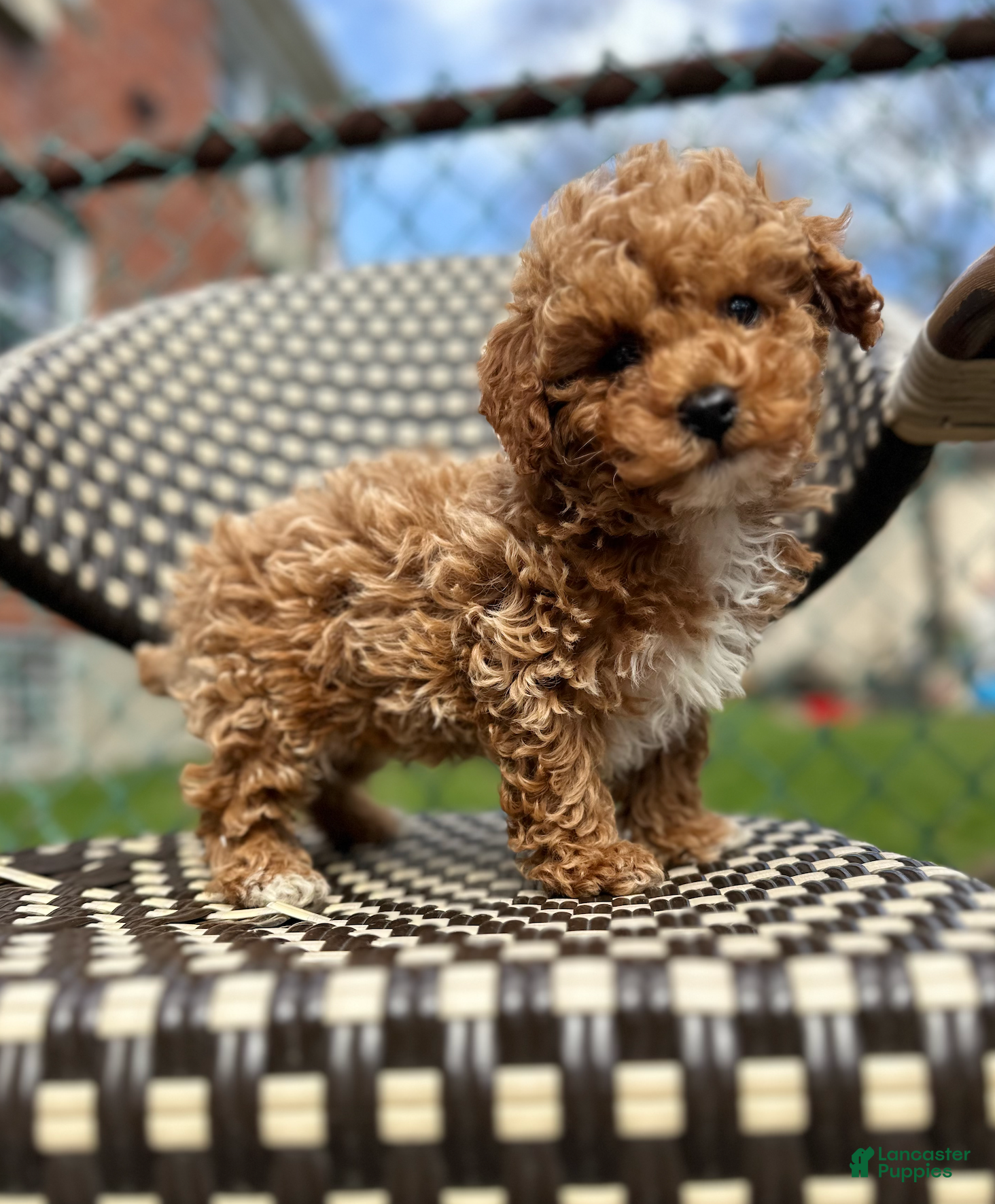Toy Poodle dogs Charlie- Home Raised POTTY TRAINING - Ad 5