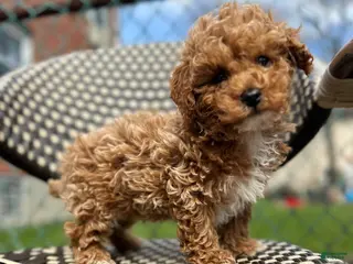 Toy Poodle dogs Charlie- Home Raised POTTY TRAINING - Ad 5