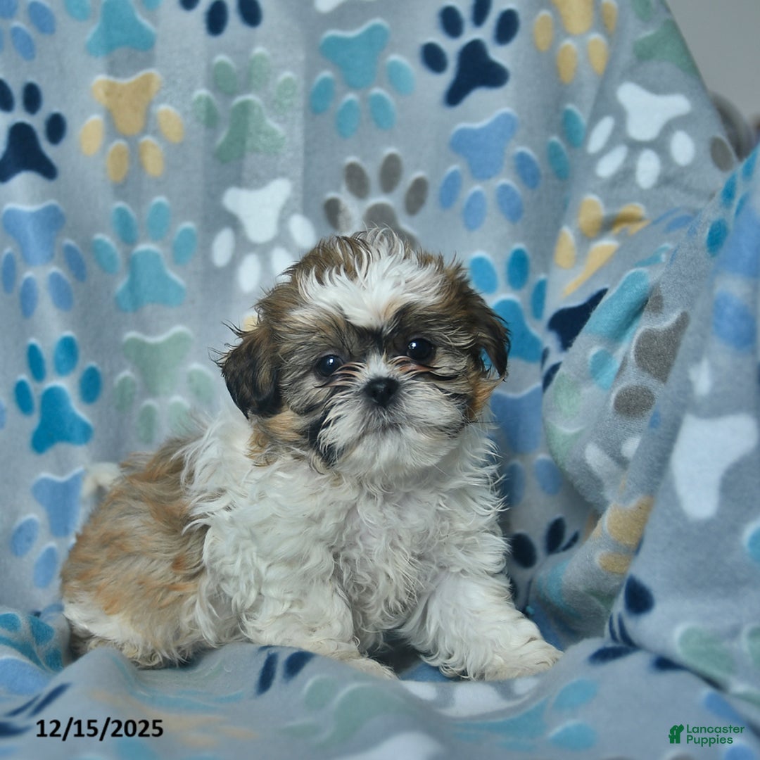 Shih Tzu dogs for sale: Rudolph  - Ad 3