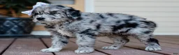 Mixed Breed dogs for sale: Calli Golden Retriever/Jug Puppy - Ad 3