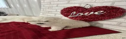 Maltipoo dogs for sale: Snowball - Ad 4