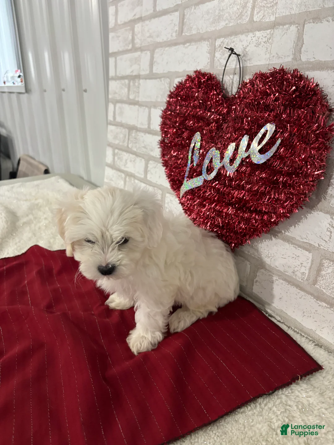 Maltipoo dogs for sale: Snowball - Ad 4
