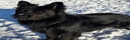 German Shepherd dogs for sale: German Shepherd Puppy 1 - Ad 8