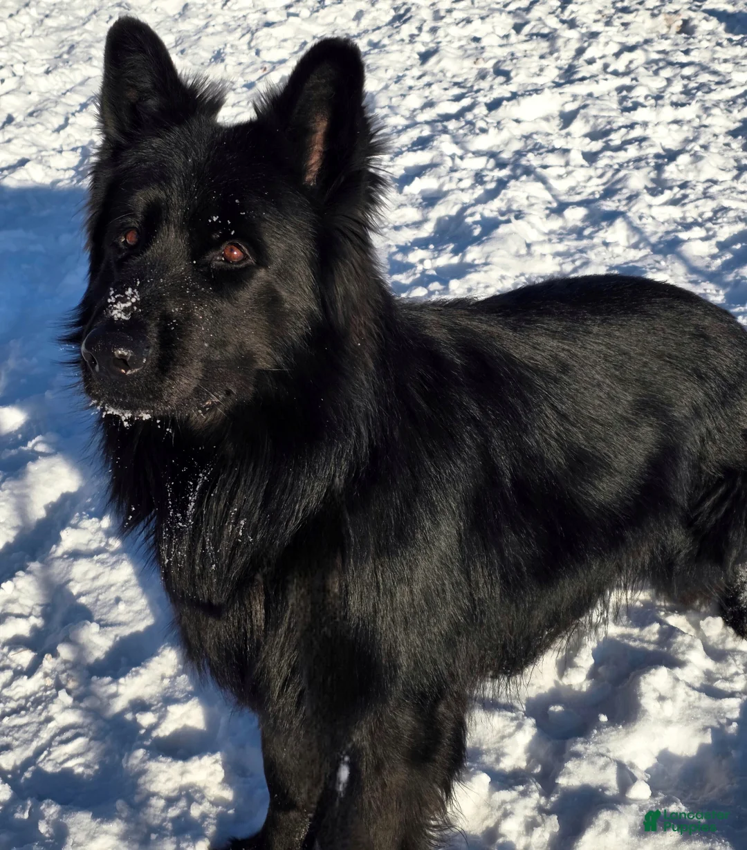 German Shepherd dogs for sale: German Shepherd Puppy 1 - Ad 8