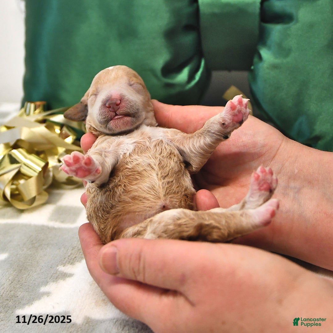 Mini Goldendoodle dogs for sale: Flora   - Ad 3