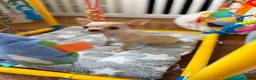 Chihuahua dogs for sale: CKC Teacup Baby only 3lbs fully grown  - Ad 4