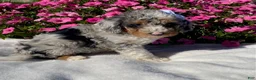 Mini Bernedoodle dogs for sale: Ruby - Ad 3