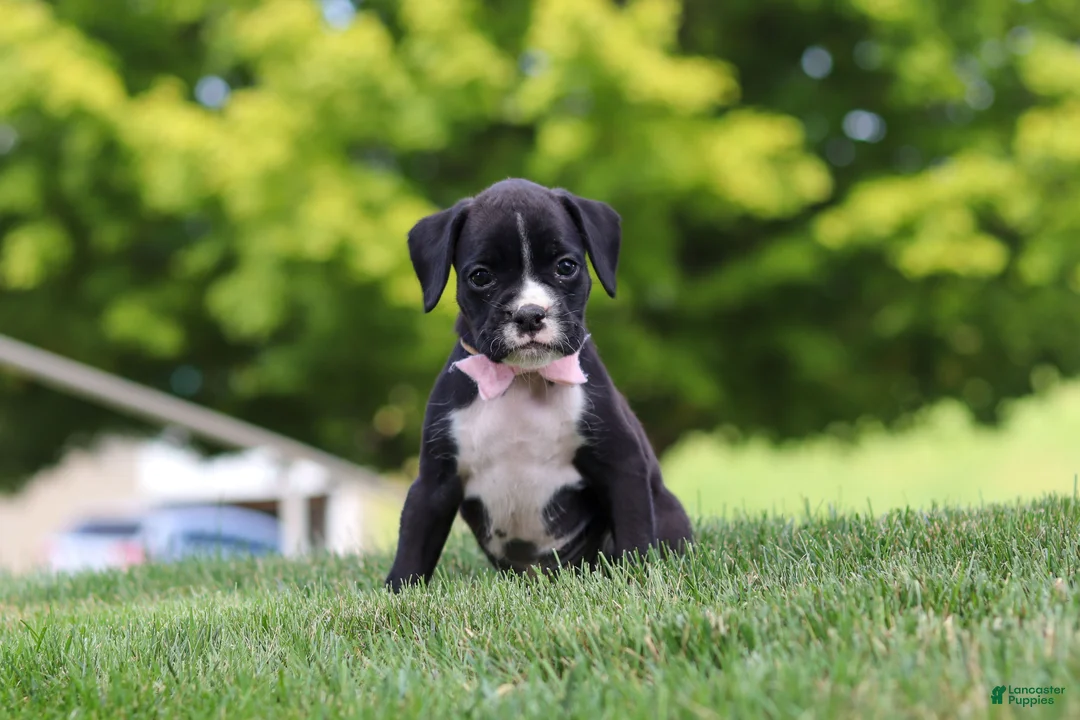 Boxer dogs for sale: Lucy - Ad 1