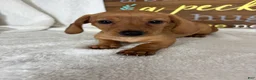 Dachshund dogs for sale: Dixie - Ad 3