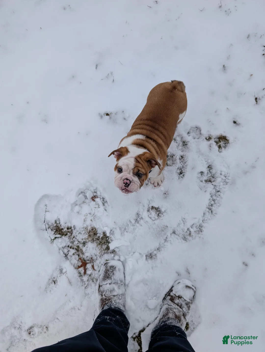 English Bulldog dogs for sale: English Bulldog Puppy 1 - Ad 2