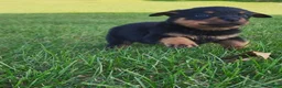 Rottweiler dogs for sale: Ping - Ad 4