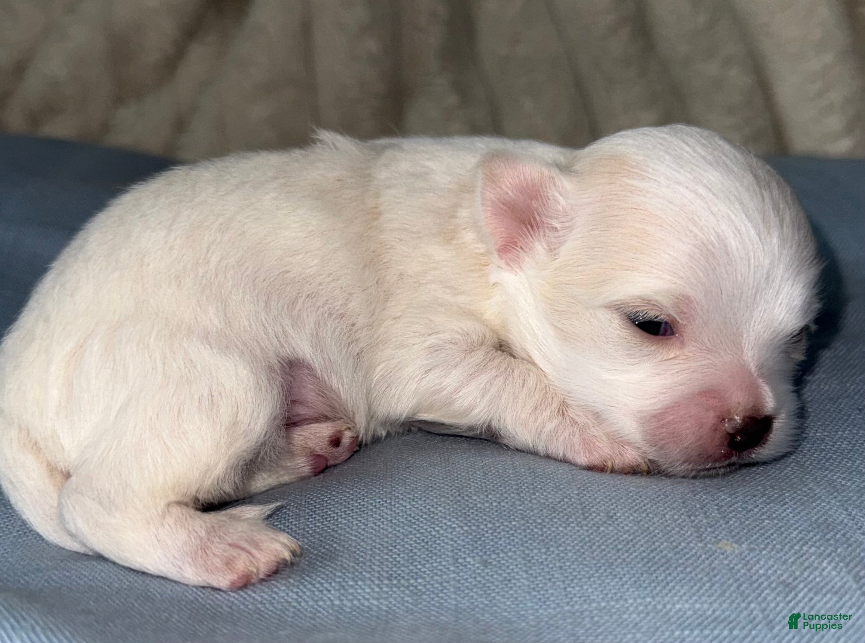 Chihuahua dogs Ice - Ad 2