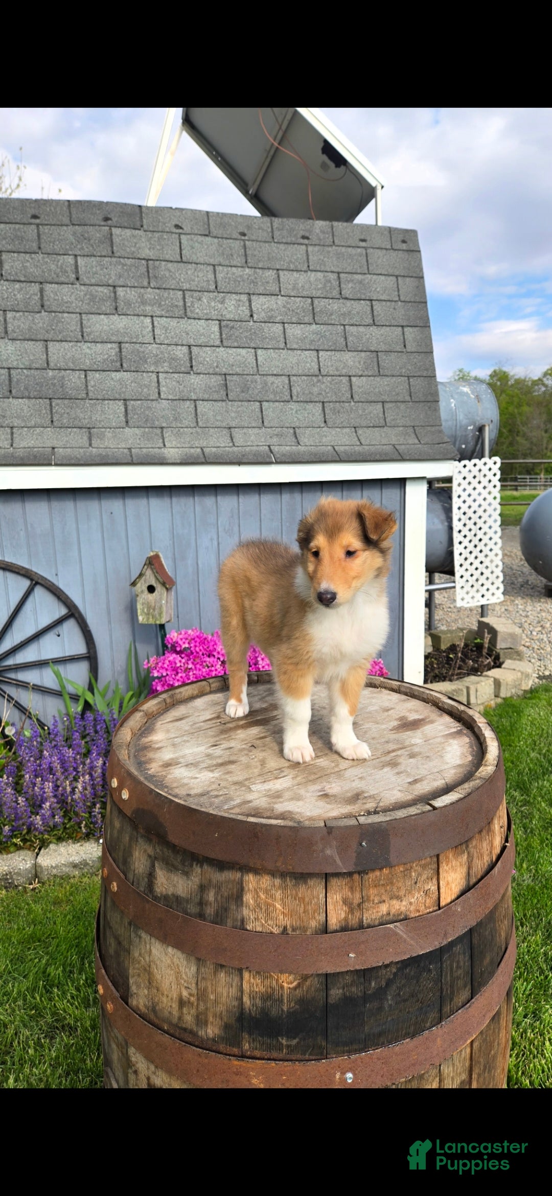 Collie dogs Collie Puppy 2 - Ad 2