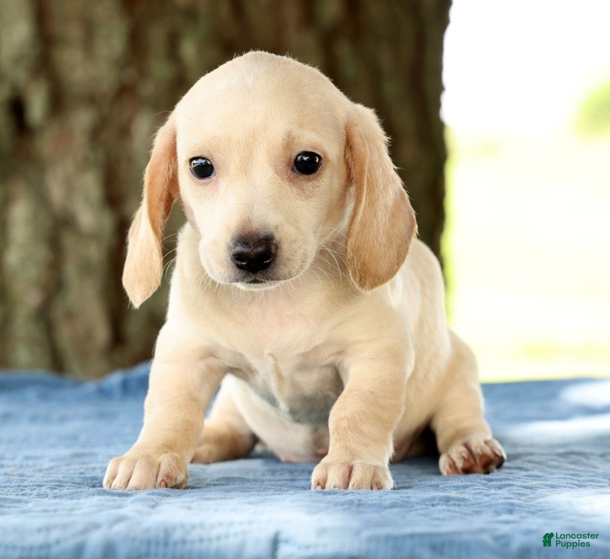 Miniature Dachshund dogs Jemmie - Ad 1